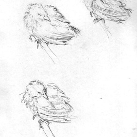 Bird study.